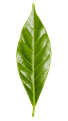 Brezilya Kavrumu